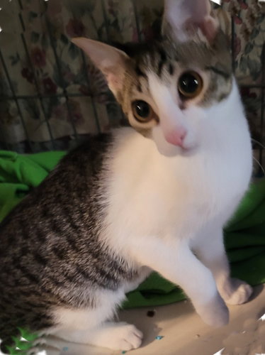 Eleanor - PSP Foster Home, a cat for adoption from Animal Aid, Inc.