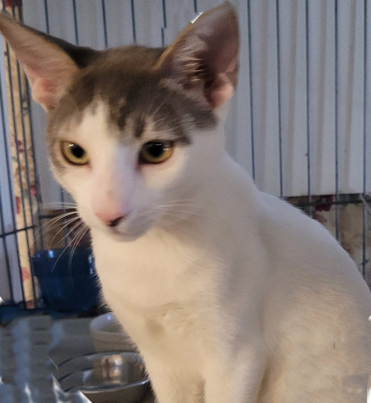 Rigby - PSP Foster Home
