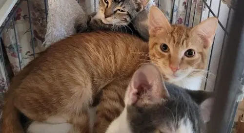 Cosmo - Psp Foster Home - Domestic Short Hair