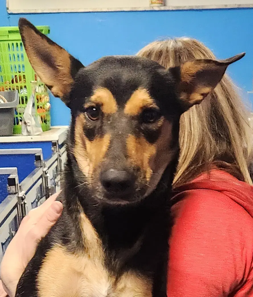 Sara - Manchester Terrier