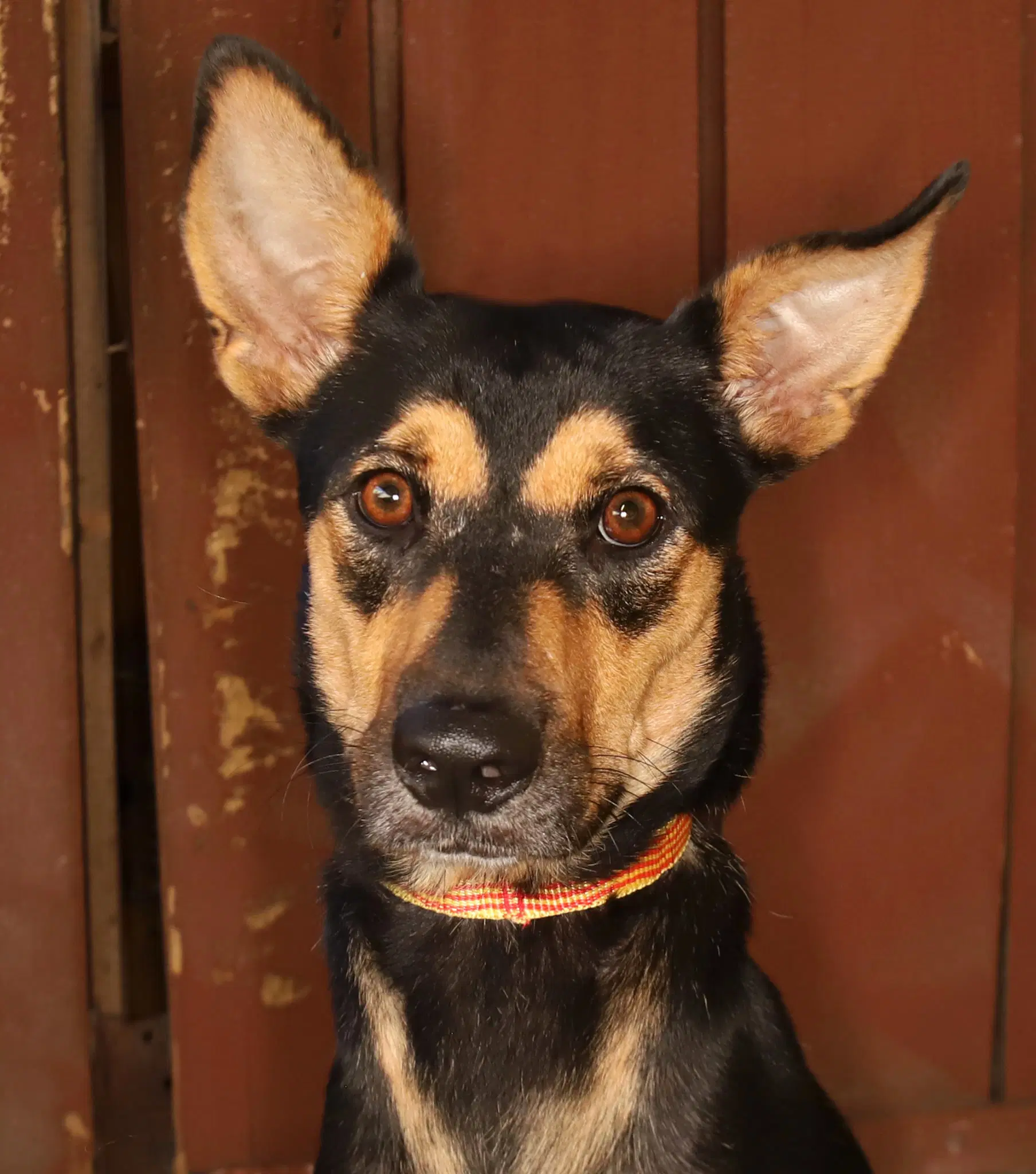 Sara - Manchester Terrier