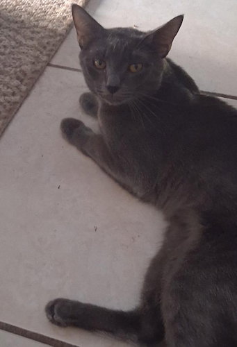 Shadow - PSP Foster Home