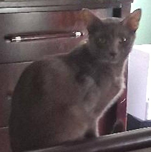 Photo 2 of Shadow - PSP Foster Home