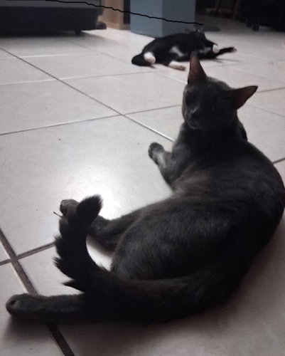 Shadow - PSP Foster Home, photo 3
