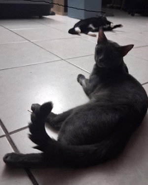 Shadow, photo 3
