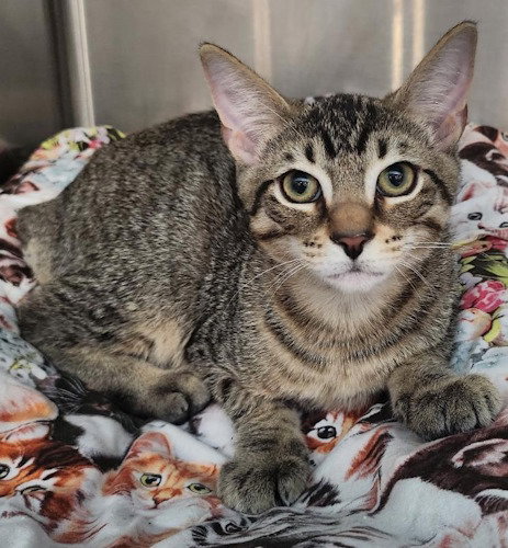 Tippy - PSP, Domestic Short Hair (short coat)