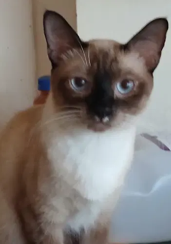 Cocoa - Psp Foster Home - Siamese
