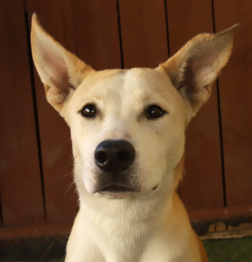 Handsome, Husky / Terrier / Mixed (short coat)