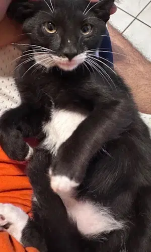 Batman - Center Foster Home - Domestic Short Hair