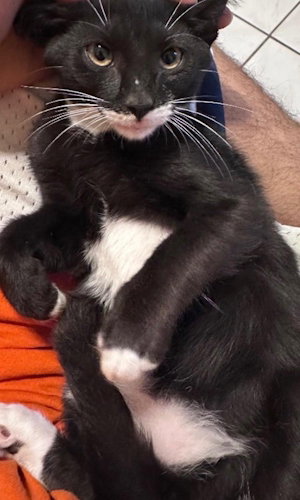 Batman - Center Foster Home, Domestic Short Hair (short coat)
