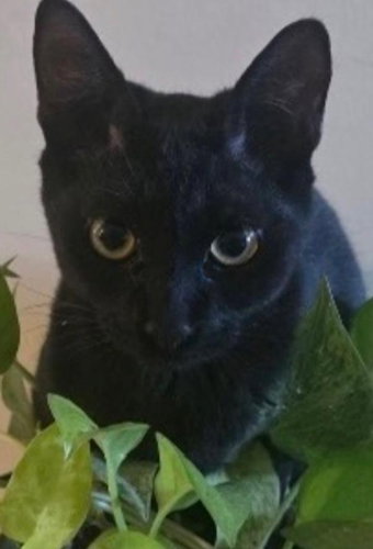 Floyd - Center Foster Home, Domestic Short Hair (short coat)