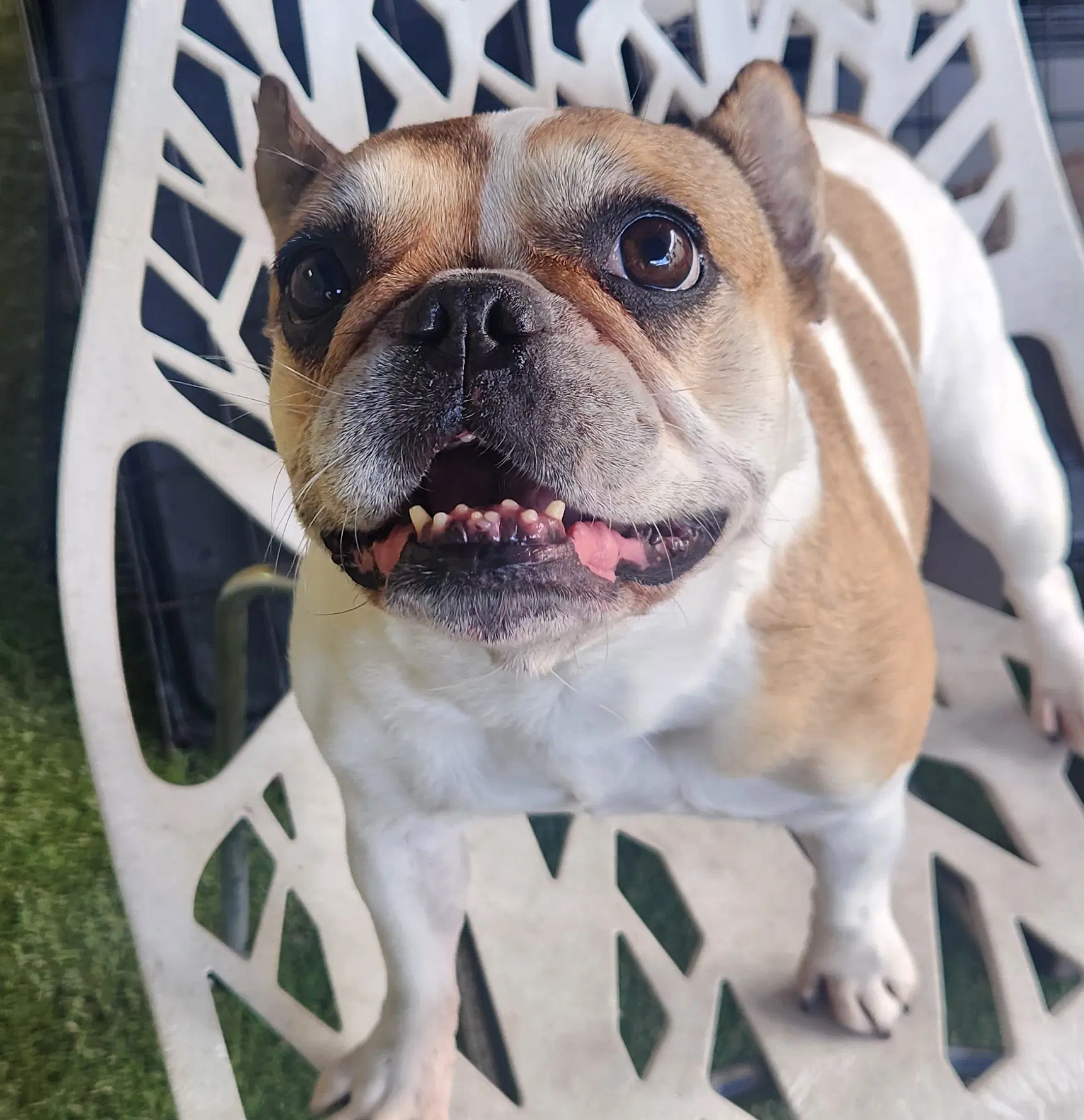 Lana - French Bulldog