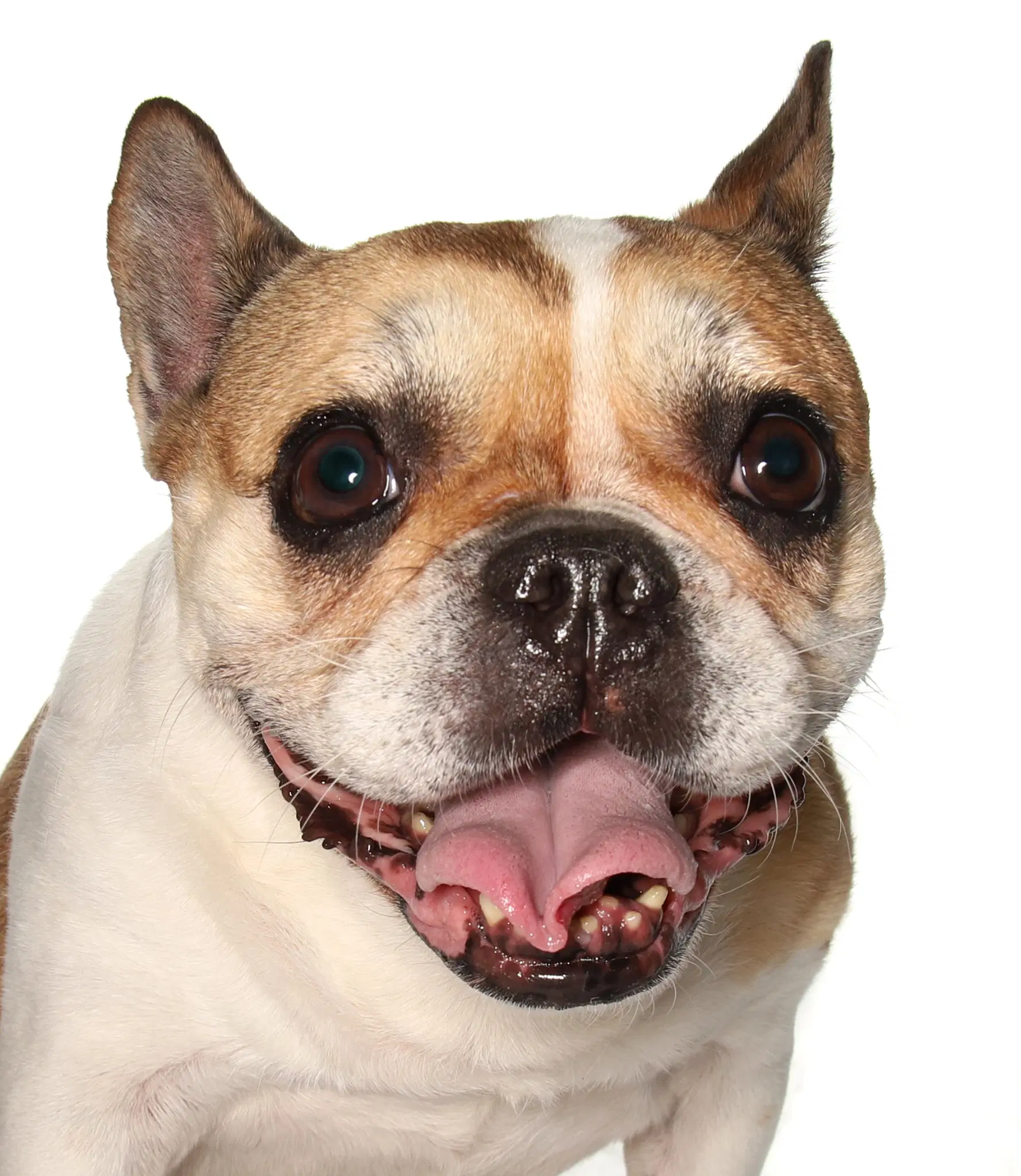 Lana - French Bulldog