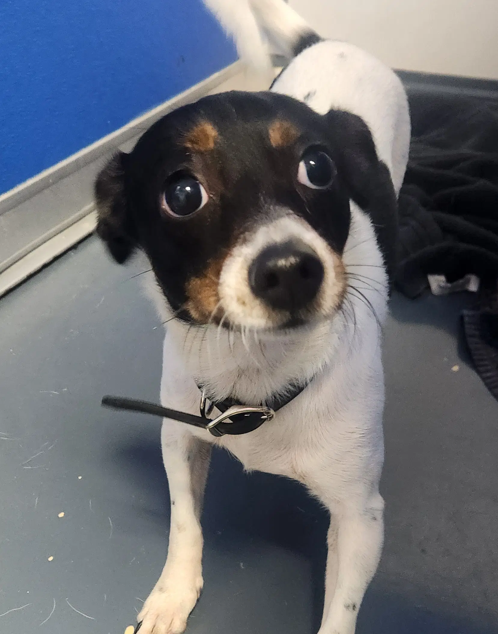 Pepper - Jack Russell Terrier (Parson Russell Terrier)