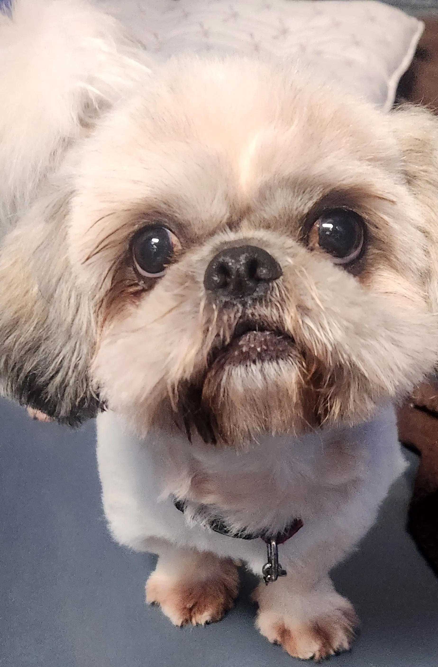 Paulo - Shih Tzu