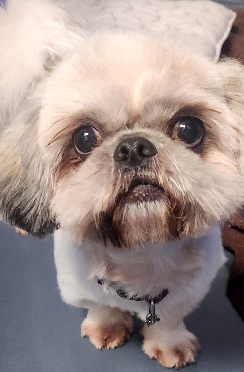 Paulo, Shih Tzu (long coat)