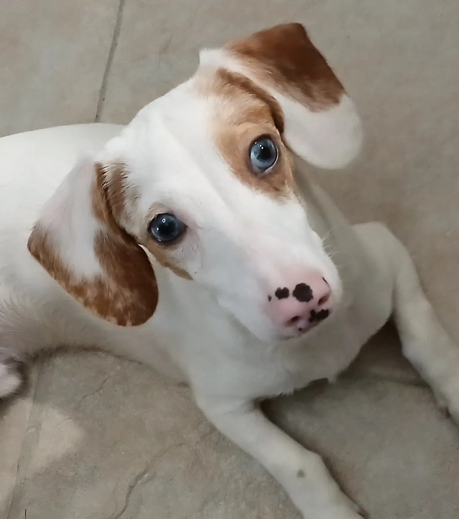 Sinatra - Dachshund