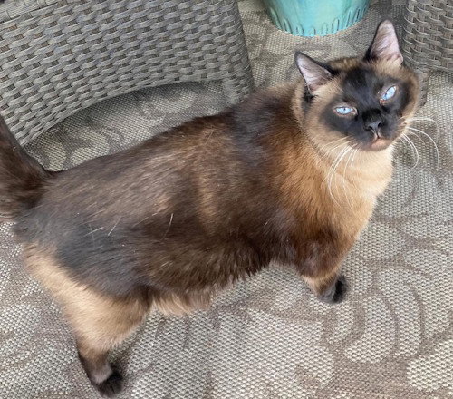 Baboo - PSP, Siamese / Mixed (short coat)
