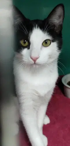 Maria - Psd - Domestic Short Hair