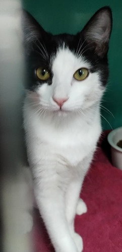 Maria, a young female cat up for adoption