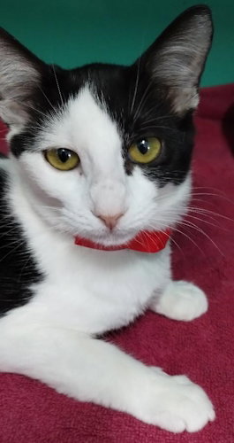 Karine - PSD, Domestic Short Hair (short coat)