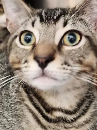 Theo -Psp - Domestic Short Hair