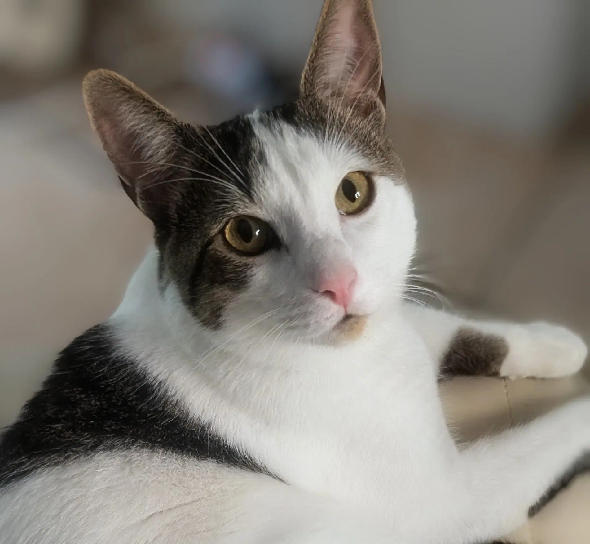 Snickers - Tabby