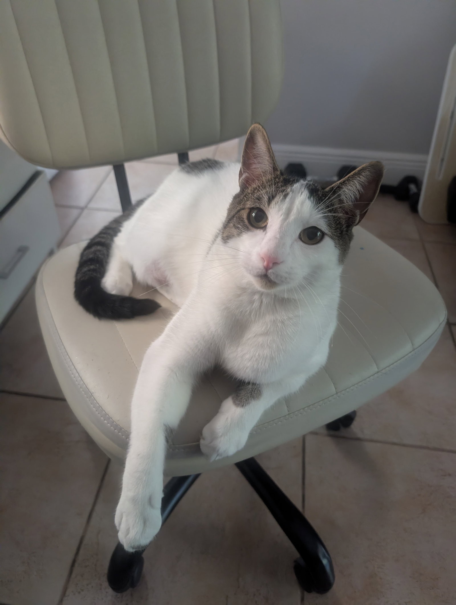 Snickers- foster home, photo 2