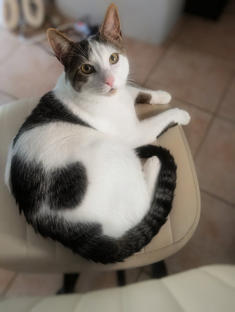 Snickers, photo 3