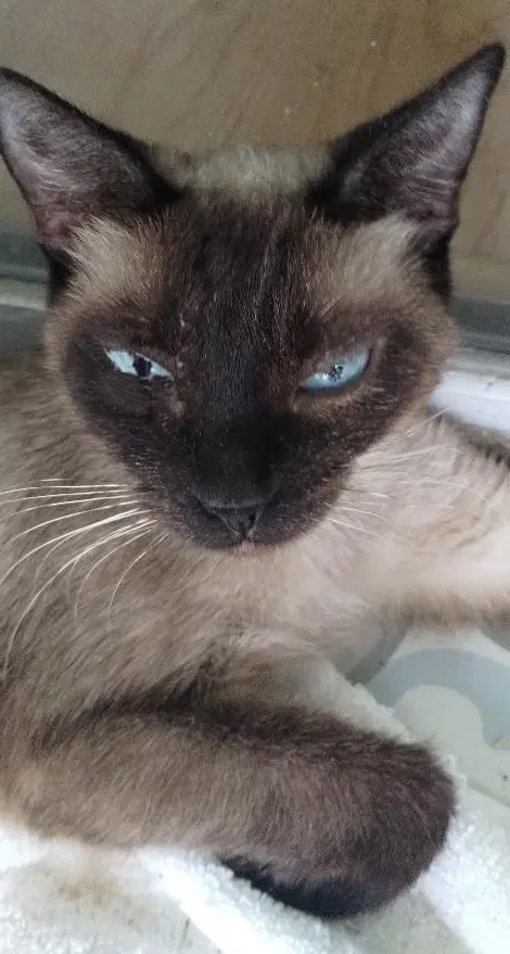 Maisy - Siamese