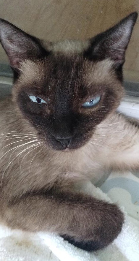 Maisy, Siamese (short coat)