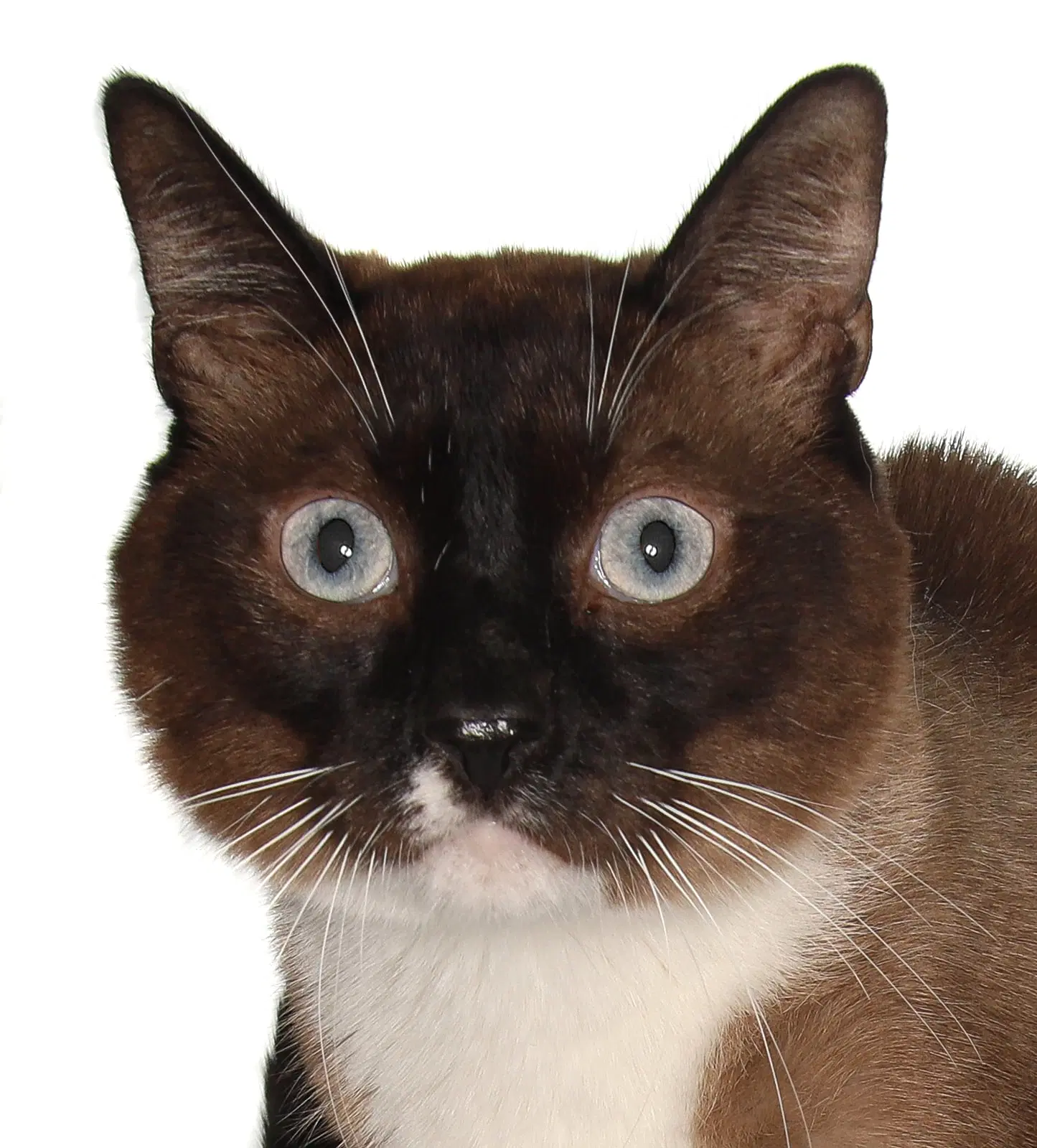 Tofu - Siamese