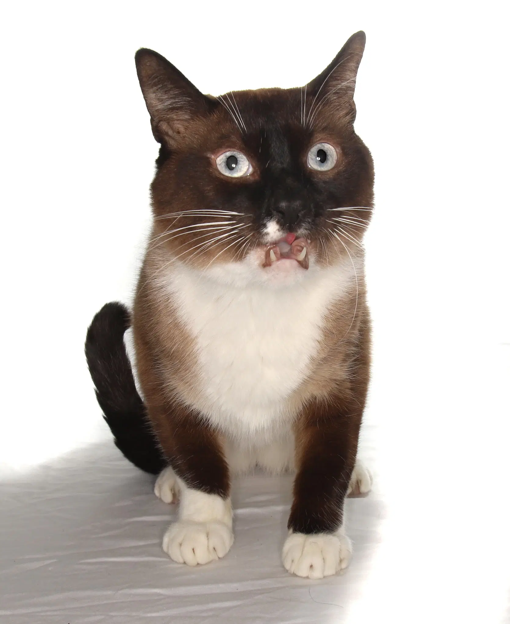 Tofu image 3