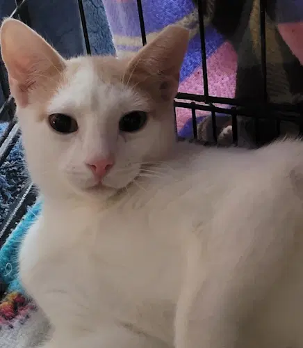 Stevie - Psp - Domestic Short Hair