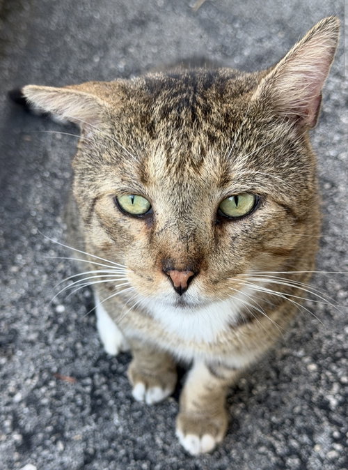 Ringo, American Shorthair (short coat)