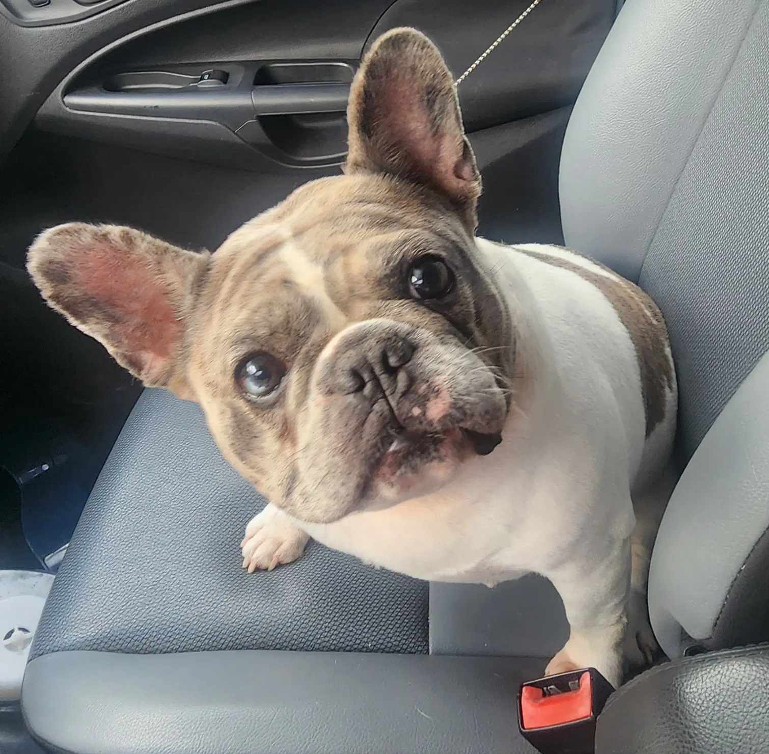 Channel - French Bulldog