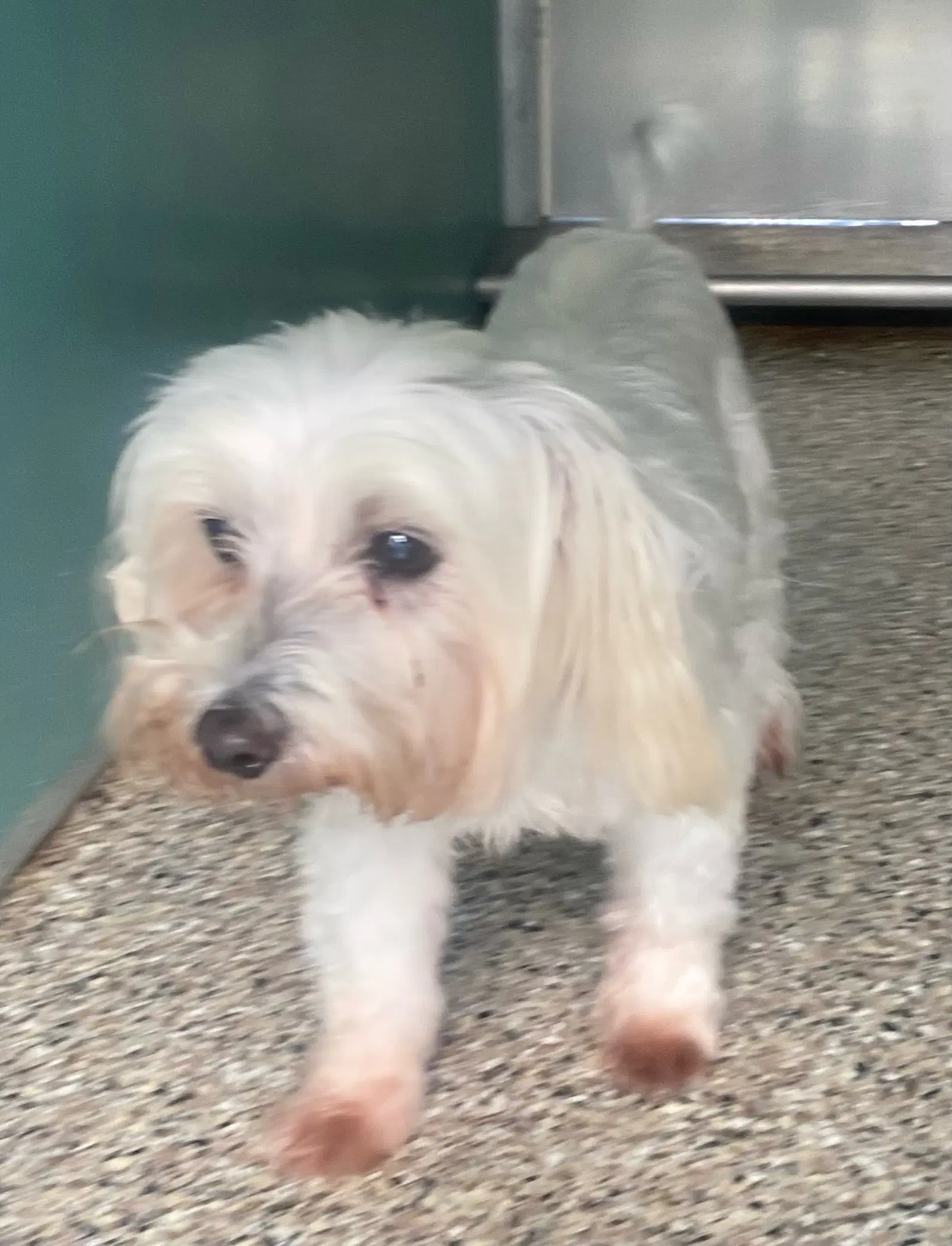 Dixie - Maltese