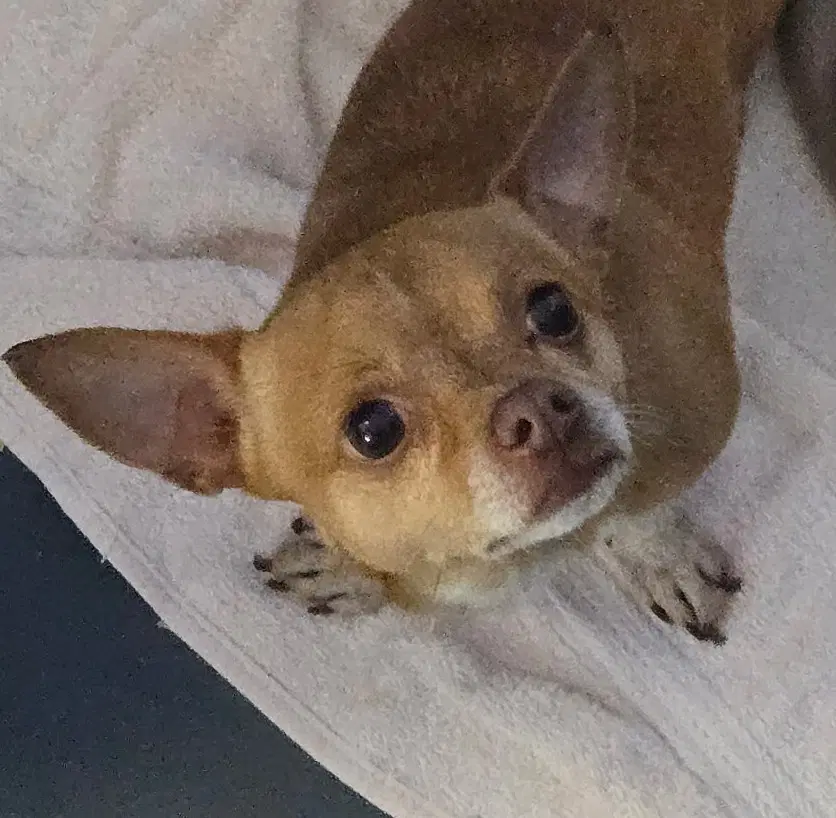 Charlie - Chihuahua