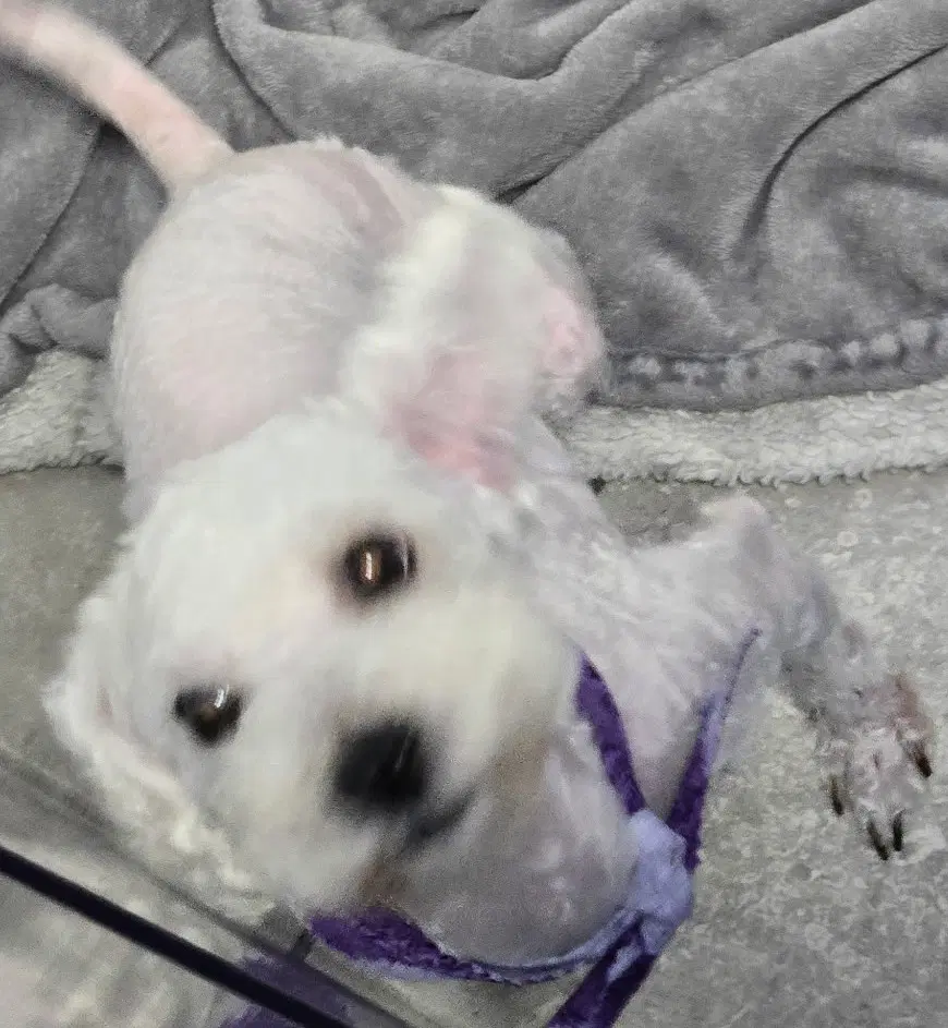 Hansel - Poodle (Miniature)