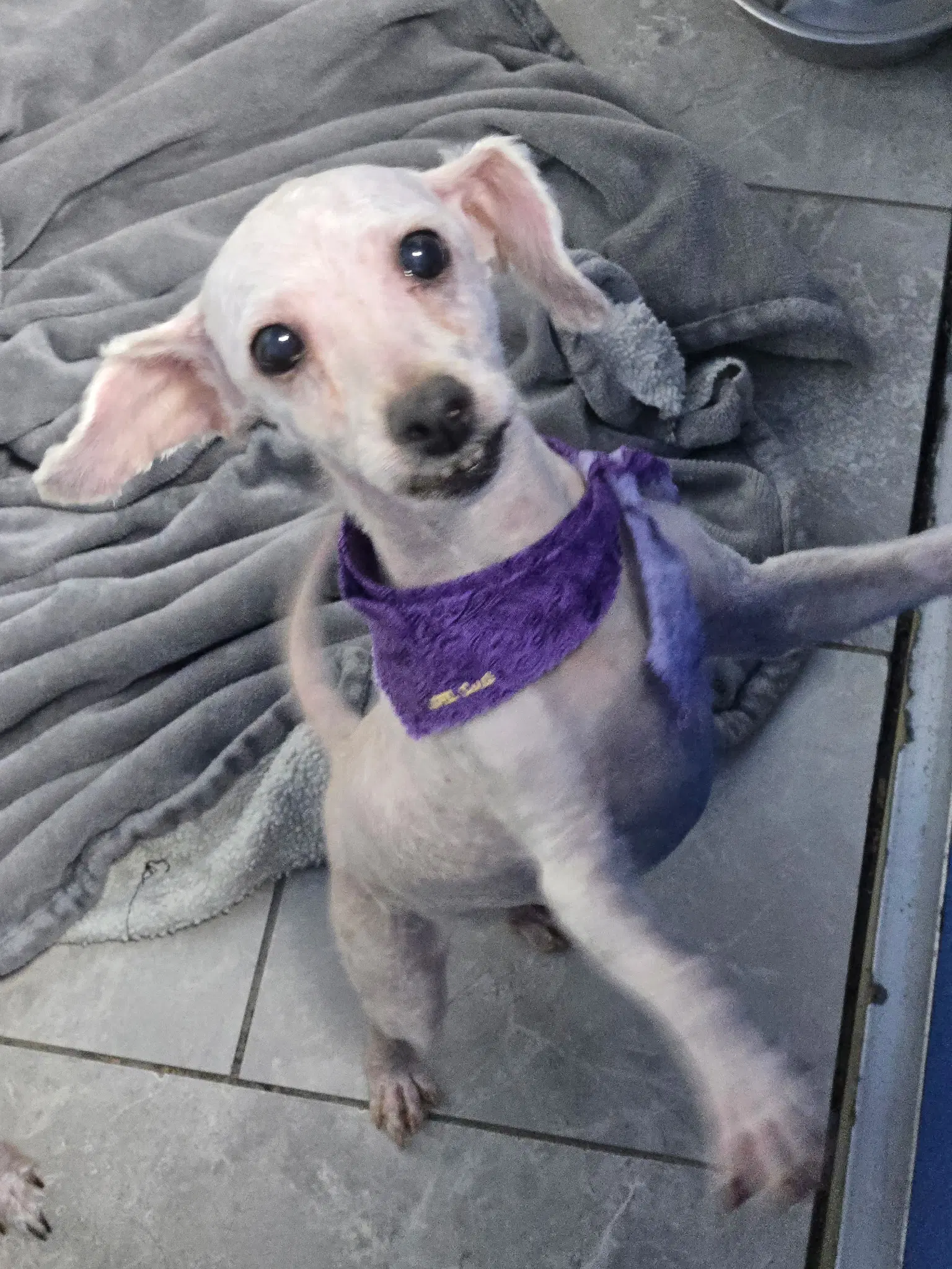 Gretel - Poodle (Miniature)