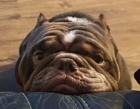 Koba - French Bulldog