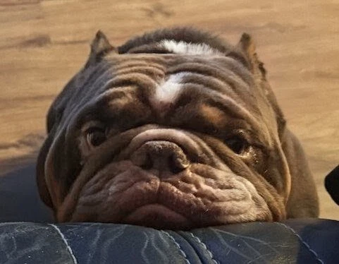 Koba