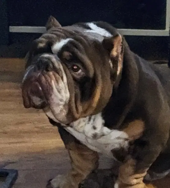 Koba image 2