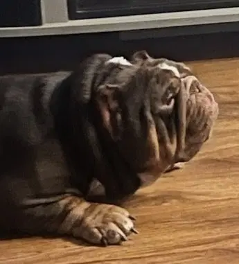Koba image 3