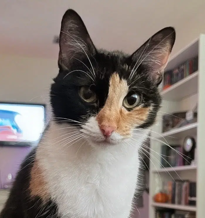 Micha - Calico