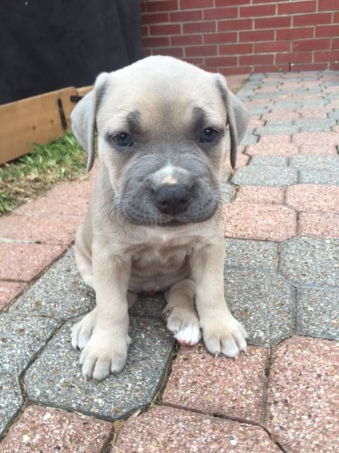 Mastiff/Staffordshire Puppies