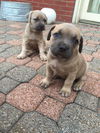 Mastiff/Staffordshire Puppies