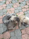 Mastiff/Staffordshire Puppies