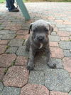 Mastiff/Staffordshire Puppies