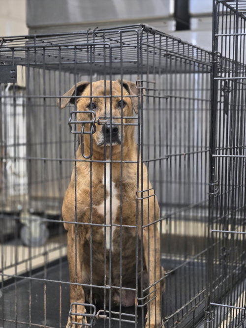 picture of the dog needing adoption